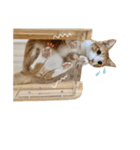 チャイくんの日常スタンプ（個別スタンプ：31）