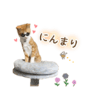 チャイくんの日常スタンプ（個別スタンプ：35）