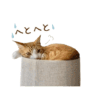 チャイくんの日常スタンプ（個別スタンプ：37）
