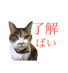 熊本弁喋るばい！猫ちゃん ネコ くまもと（個別スタンプ：1）