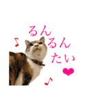 熊本弁喋るばい！猫ちゃん ネコ くまもと（個別スタンプ：2）