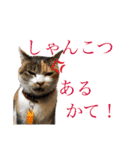 熊本弁喋るばい！猫ちゃん ネコ くまもと（個別スタンプ：3）
