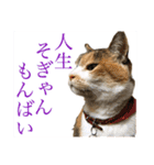 熊本弁喋るばい！猫ちゃん ネコ くまもと（個別スタンプ：4）