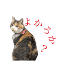 熊本弁喋るばい！猫ちゃん ネコ くまもと（個別スタンプ：5）