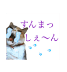 熊本弁喋るばい！猫ちゃん ネコ くまもと（個別スタンプ：6）