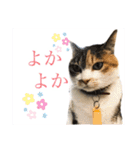 熊本弁喋るばい！猫ちゃん ネコ くまもと（個別スタンプ：7）