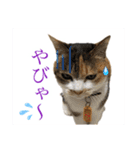 熊本弁喋るばい！猫ちゃん ネコ くまもと（個別スタンプ：8）