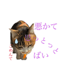 熊本弁喋るばい！猫ちゃん ネコ くまもと（個別スタンプ：9）