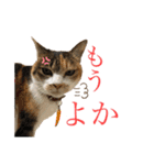 熊本弁喋るばい！猫ちゃん ネコ くまもと（個別スタンプ：11）