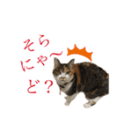 熊本弁喋るばい！猫ちゃん ネコ くまもと（個別スタンプ：12）