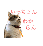 熊本弁喋るばい！猫ちゃん ネコ くまもと（個別スタンプ：13）