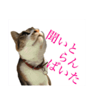 熊本弁喋るばい！猫ちゃん ネコ くまもと（個別スタンプ：14）
