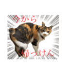 熊本弁喋るばい！猫ちゃん ネコ くまもと（個別スタンプ：15）