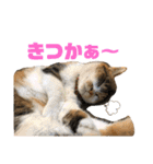 熊本弁喋るばい！猫ちゃん ネコ くまもと（個別スタンプ：17）