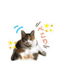 熊本弁喋るばい！猫ちゃん ネコ くまもと（個別スタンプ：18）