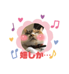 熊本弁喋るばい！猫ちゃん ネコ くまもと（個別スタンプ：19）
