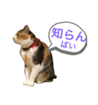 熊本弁喋るばい！猫ちゃん ネコ くまもと（個別スタンプ：21）