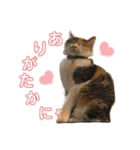 熊本弁喋るばい！猫ちゃん ネコ くまもと（個別スタンプ：22）