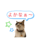 熊本弁喋るばい！猫ちゃん ネコ くまもと（個別スタンプ：23）
