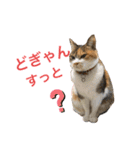熊本弁喋るばい！猫ちゃん ネコ くまもと（個別スタンプ：25）
