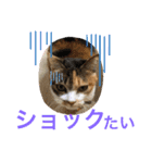 熊本弁喋るばい！猫ちゃん ネコ くまもと（個別スタンプ：26）