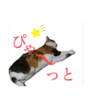熊本弁喋るばい！猫ちゃん ネコ くまもと（個別スタンプ：27）