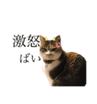 熊本弁喋るばい！猫ちゃん ネコ くまもと（個別スタンプ：28）