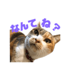 熊本弁喋るばい！猫ちゃん ネコ くまもと（個別スタンプ：29）