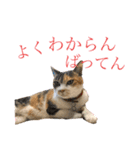 熊本弁喋るばい！猫ちゃん ネコ くまもと（個別スタンプ：30）