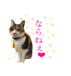 熊本弁喋るばい！猫ちゃん ネコ くまもと（個別スタンプ：31）