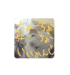 はんぺん1st（個別スタンプ：3）