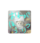 はんぺん1st（個別スタンプ：4）