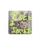 はんぺん1st（個別スタンプ：7）