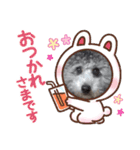 シルバートイプードル まんぷく君①（個別スタンプ：2）
