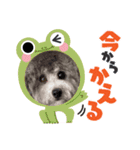 シルバートイプードル まんぷく君①（個別スタンプ：12）