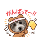 シルバートイプードル まんぷく君①（個別スタンプ：15）