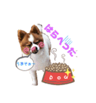 そら吉＆ルーの助（個別スタンプ：7）