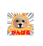 そら吉＆ルーの助（個別スタンプ：40）