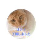 にゃ〜にゃ〜にゃ〜の猫の日用スタンプ（個別スタンプ：2）