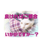 にゃ〜にゃ〜にゃ〜の猫の日用スタンプ（個別スタンプ：3）