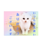 にゃ〜にゃ〜にゃ〜の猫の日用スタンプ（個別スタンプ：5）