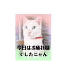 にゃ〜にゃ〜にゃ〜の猫の日用スタンプ（個別スタンプ：6）