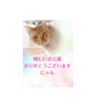 にゃ〜にゃ〜にゃ〜の猫の日用スタンプ（個別スタンプ：8）