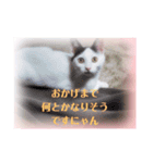 にゃ〜にゃ〜にゃ〜の猫の日用スタンプ（個別スタンプ：10）