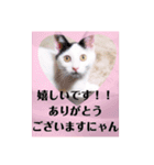 にゃ〜にゃ〜にゃ〜の猫の日用スタンプ（個別スタンプ：11）