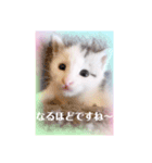 にゃ〜にゃ〜にゃ〜の猫の日用スタンプ（個別スタンプ：12）