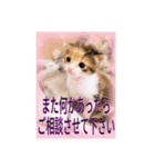 にゃ〜にゃ〜にゃ〜の猫の日用スタンプ（個別スタンプ：13）