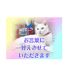 にゃ〜にゃ〜にゃ〜の猫の日用スタンプ（個別スタンプ：16）
