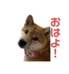 あたちはあんちゃん（個別スタンプ：2）