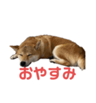 あたちはあんちゃん（個別スタンプ：3）